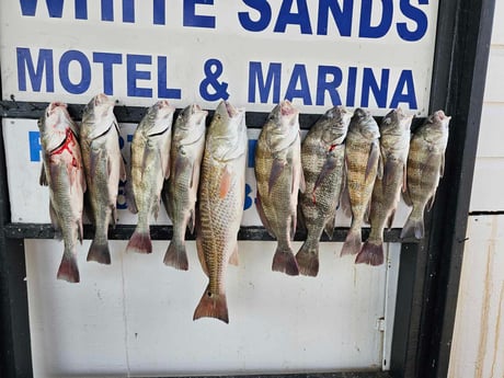 Black Drum, Redfish Fishing in South Padre Island, Texas