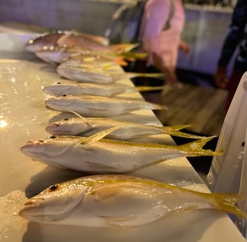 Yellowtail Snapper Fishing in Key West, Florida