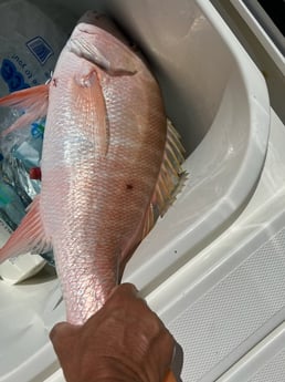 Mutton Snapper Fishing in Islamorada, Florida