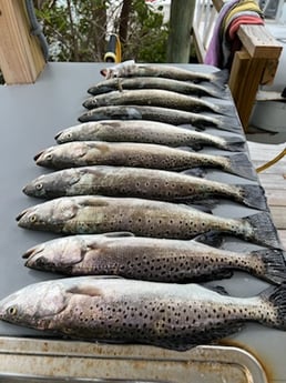 Speckled Trout / Spotted Seatrout fishing in St. Augustine, Florida