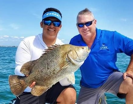 Tripletail fishing in Clearwater, Florida