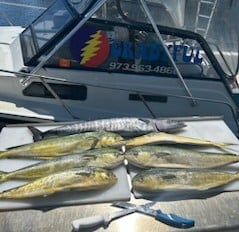 Mahi Mahi / Dorado, Wahoo Fishing in Pompano Beach, Florida