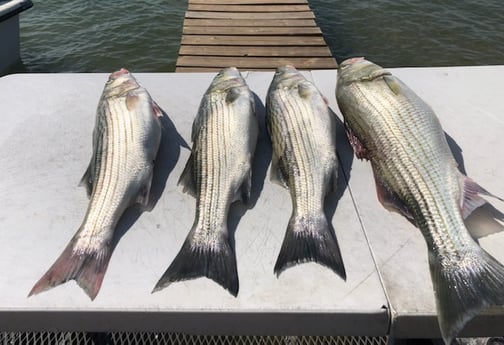 Striped Bass fishing in Burnet, Texas