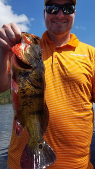 Peacock Bass Fishing in Fort Lauderdale, Florida