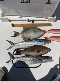 Black Grouper, King Mackerel / Kingfish, Spanish Mackerel, Triggerfish fishing in Pensacola, Florida