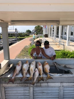 Bonnethead Shark, Redfish fishing in Galveston, Texas