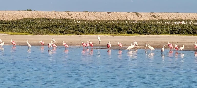 Fishing in Port Isabel, Texas