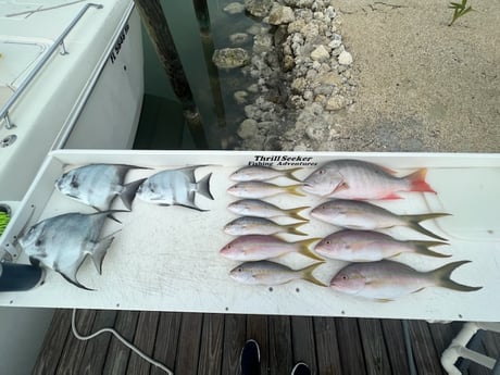 Mutton Snapper, Spadefish, Yellowtail Snapper Fishing in Marathon, Florida