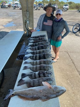 Black Drum, Redfish fishing in Rockport, Texas