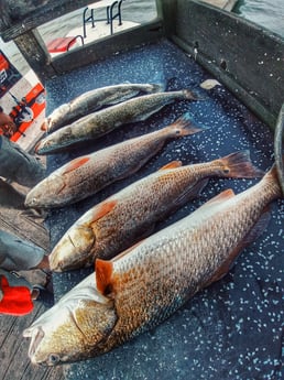 Redfish, Speckled Trout / Spotted Seatrout fishing in Rio Hondo, Texas