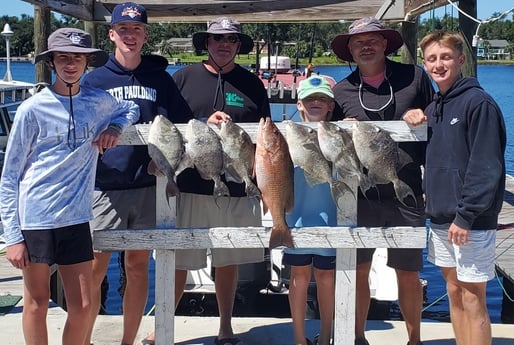 Mangrove Snapper, Triggerfish fishing in Panama City, Florida