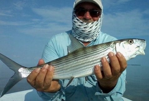 Snook fishing in Tavernier, Florida