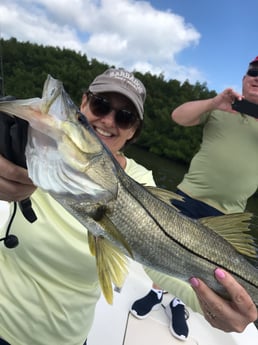 Snook Fishing in St. Petersburg, Florida