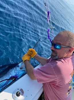 White Marlin fishing in Wanchese, North Carolina