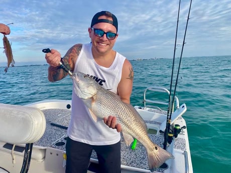 Redfish Fishing in Sarasota, Florida