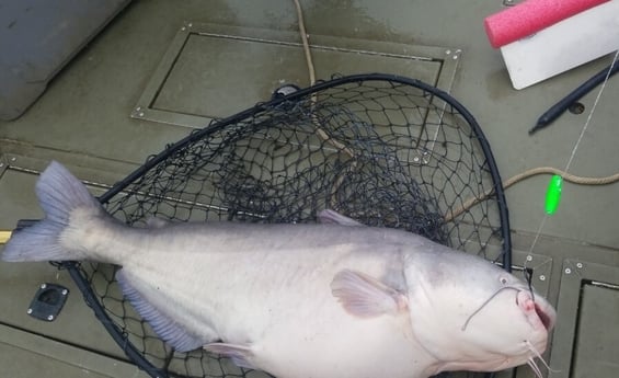 Blue Catfish fishing in Dallas, Texas