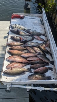 Mangrove Snapper, Scup, Sheepshead Fishing in St. Petersburg, Florida