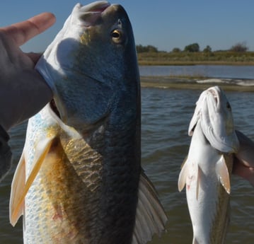 Redfish fishing in Galveston, Texas