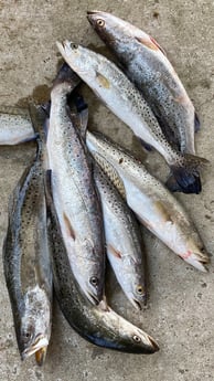 Speckled Trout / Spotted Seatrout fishing in Galveston, Texas