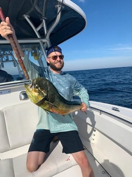 Mahi Mahi / Dorado fishing in Destin, Florida