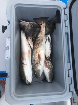 Redfish Fishing in Rockport, Texas