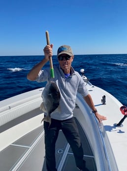 Triggerfish Fishing in Destin, Florida