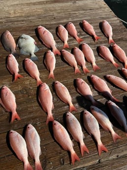 Triggerfish, Vermillion Snapper Fishing in Port Orange, Florida