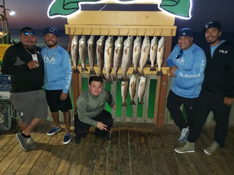 Redfish, Sheepshead fishing in Port Isabel, Texas