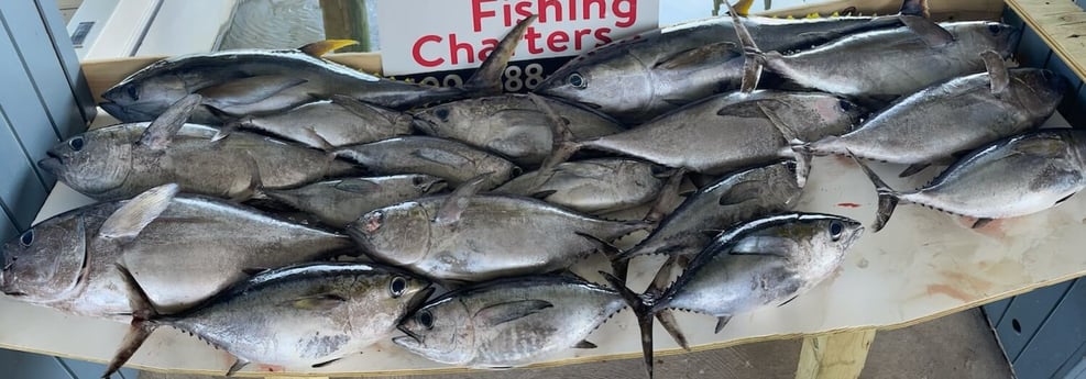 Blackfin Tuna fishing in Galveston, Texas