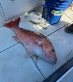 Red Snapper Fishing in Jacksonville, Florida