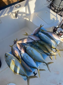 Yellowtail Amberjack, Yellowtail Snapper Fishing in Key Largo, Florida