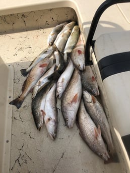 Redfish, Speckled Trout / Spotted Seatrout fishing in South Padre Island, Texas