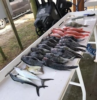 Black Seabass, Spanish Mackerel, Vermillion Snapper Fishing in Jacksonville, Florida