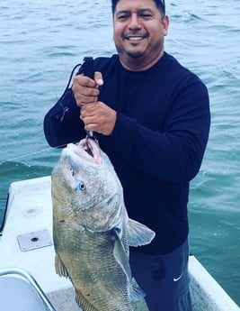 Black Drum fishing in Galveston, Texas