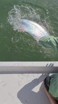 Tarpon fishing in Port O&#039;Connor, Texas