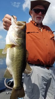 Largemouth Bass fishing in Fort Lauderdale, Florida