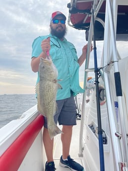 Gag Grouper fishing in Panama City Beach, Florida