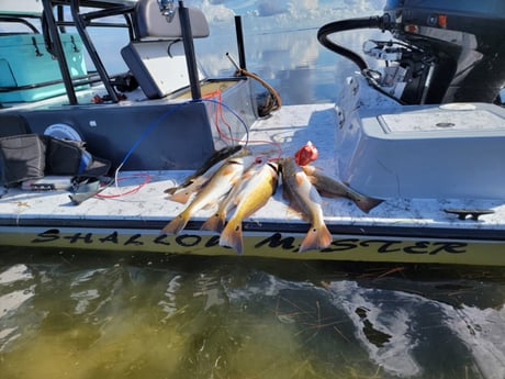 Redfish, Speckled Trout / Spotted Seatrout Fishing in Rio Hondo, Texas