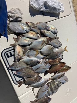 Black Drum, Mangrove Snapper, Scup Fishing in St. Petersburg, Florida