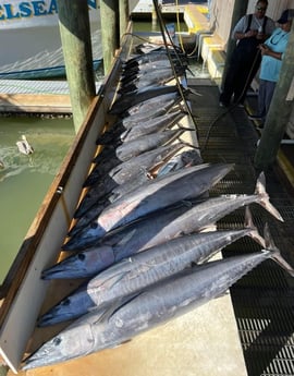 Wahoo Fishing in Galveston, Texas