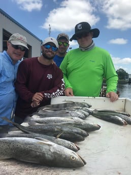 Black Drum, Speckled Trout / Spotted Seatrout fishing in Galveston, Texas