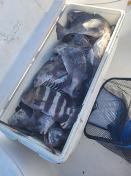 Fishing in Sulphur, Louisiana