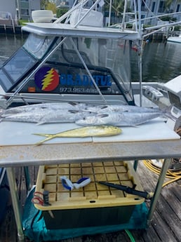 King Mackerel / Kingfish, Mahi Mahi / Dorado fishing in Pompano Beach, Florida