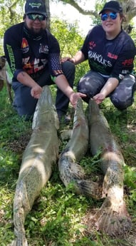 Alligator Gar fishing in Livingston, Texas