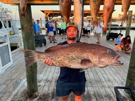 Gag Grouper fishing in Orange Beach, Alabama