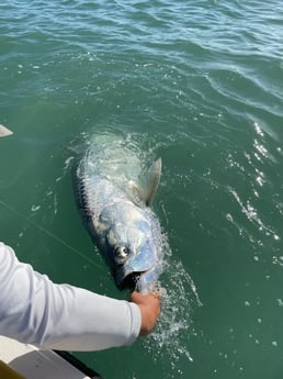 Tarpon fishing in Islamorada, Florida