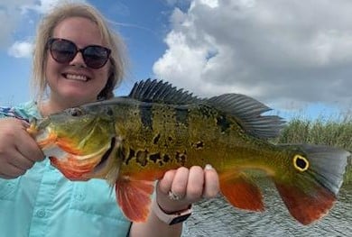 Peacock Bass Fishing in Palmetto Bay, Florida