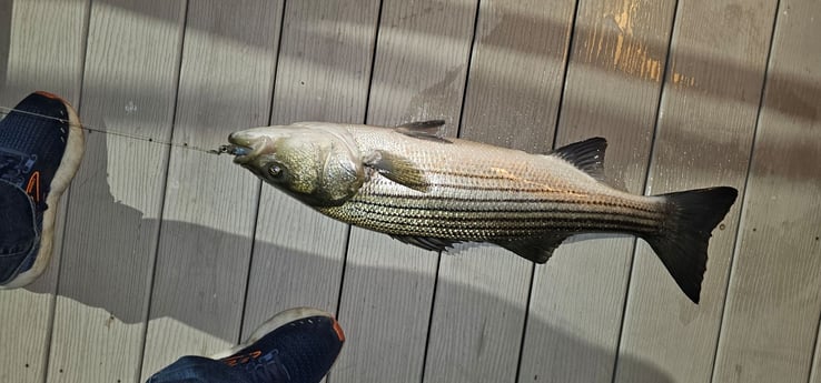 Fishing in Stone Harbor, New Jersey