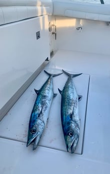 Gag Grouper fishing in Wilmington, North Carolina