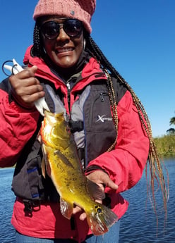 Peacock Bass fishing in Fort Lauderdale, Florida